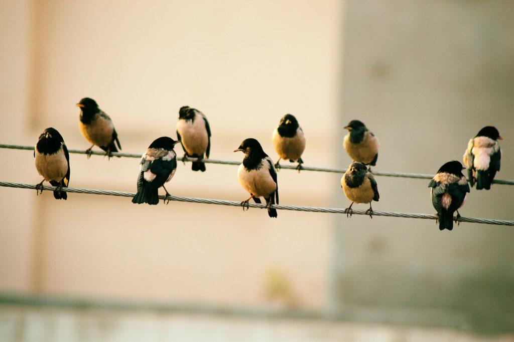 birds on wire