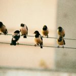 birds on wire